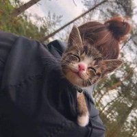 mariem khaliefa (@khaliefamariem) 's Twitter Profile Photo