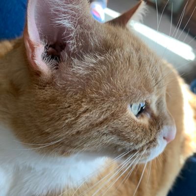 I'm too busy in my famous life to post frequently, but I always respond to my fans. 😻 I am pawsitive my modeling pics will purrsuade you to follow me.