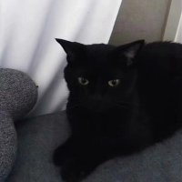 石川咲太 (@vilivangh) 's Twitter Profile