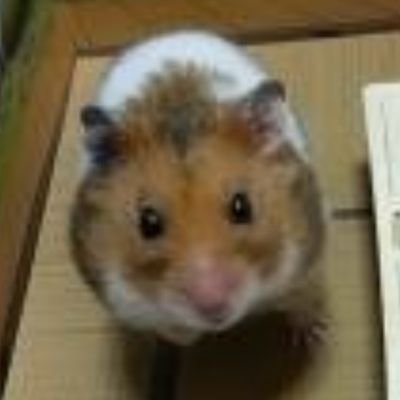 【YouTube】でハムスター動画アップしています✨飼ってから気づいた事や楽しくなるような動画を皆様にお届けしたいと思います🤗チャンネル登録していただくと嬉しいです♫楽しい動画ミニチュアとハムスターの物語▶️https://t.co/xOzuKDKF2W