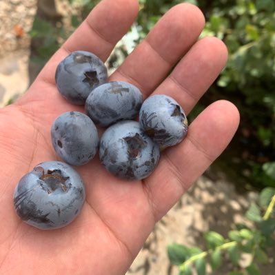 Trabajador Fruticola y Forestal , MBA Agrónomo , padre de 2 hijos