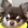 HIRO8Chihuahua's profile picture. 🐶多頭（チワワ、ペキニーズ）。🐶チワワ（8頭）♂むーに7歳、もんた6歳、かんた5歳。♀おとめ7歳、あんの7歳、ここめ5歳、ののは5歳、まぁる4歳、🐶ペキニーズ（1頭）♂ししまる2歳、9🐶達の写真を投稿してます。
