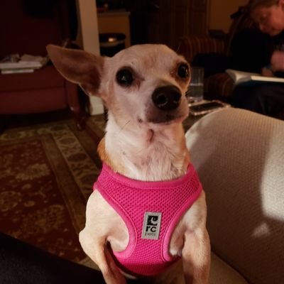 I'm 4 years old saved from TX , now happy in ME! Chihuahua- rat terrier.
Quiet, but I do have my opinions. Mom says I am a very good boy!