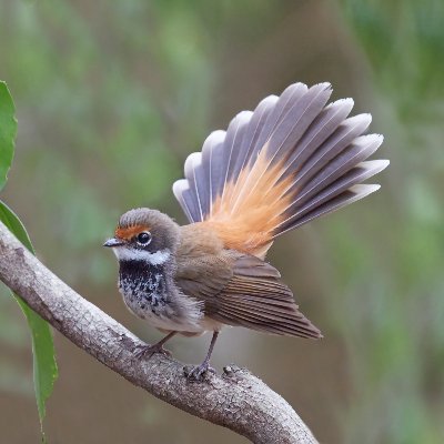 Originally set up as a bird conservation park Redwood Park is now in danger of being turned into a mountain bike park. Join the fight to save Redwood Park!