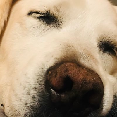 ずぼらなおじさんです。 静かに暮らしています。 ほとんど自己レスのほぼモノローグアカウントです。 ほぼ、素人の空想となっており、、、
