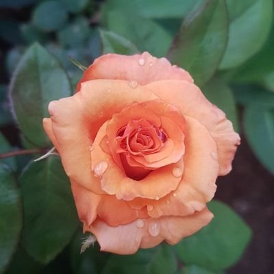 إلهي رجوتك صدقا قولا وعملا🇸🇦
بعضا من إهتماماتي🌿🌷🍋📷GA73
حسابي لتعليم الزراعة صدقة جارية عن نفسي ووالدي ومرشديني الزراعيين ومتابعيني وجميع المسلمين