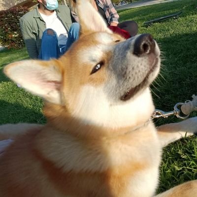 soy un coleccionista nato, enamorado de nintendo, Dragón ball entre otros. aficionado a la consola y amante de los animales. Sigueme en twich 🐉🦈🌵🐕