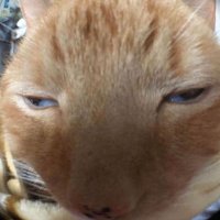 blue (@blueberdddd) 's Twitter Profile