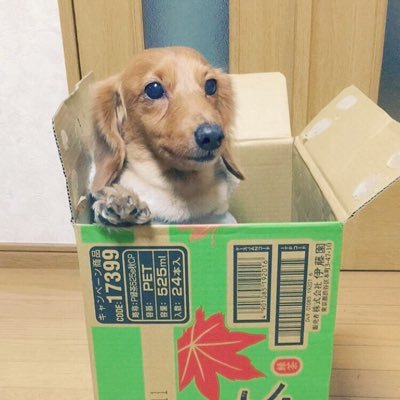 Yuki_Ishii_Dev's profile picture. ✝️ Christian Developer
📔 https://t.co/fBsvBZjztu
🦋 https://t.co/F4JKUJDPMv
🦀 Rustacian
🧡 Svelte
🎓 Holmesglen: in Aus