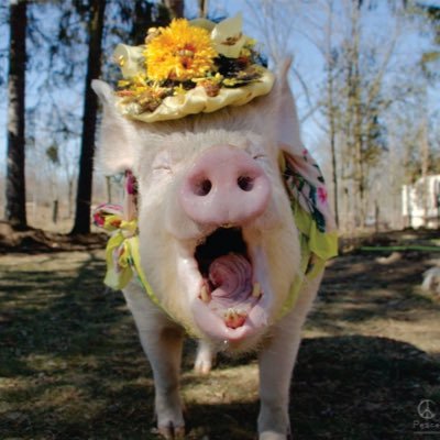 I’m a New York Times Best Selling full figured house pig on a mission. #BeTheReasonSomeoneSmiles
