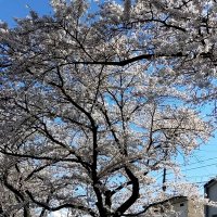スケ (@kurofune2023) 's Twitter Profile
