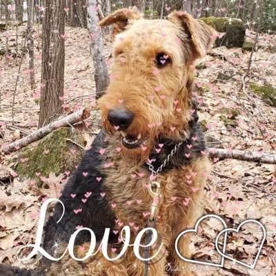 Rural dweller. Love to travel, still so much to see. #Airedale Terrier mom to Myka.