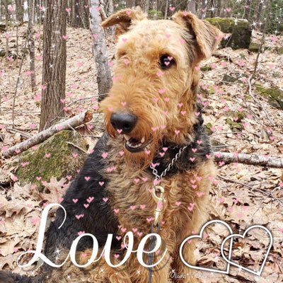 kowalat's profile picture. Rural dweller. Love to travel, still so much to see. #Airedale Terrier mom to Myka.