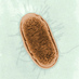 Profile Picture of Escherichia Coli (@Escher_coli) on Twitter