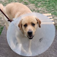 Karen Ford (@kfordil) 's Twitter Profile