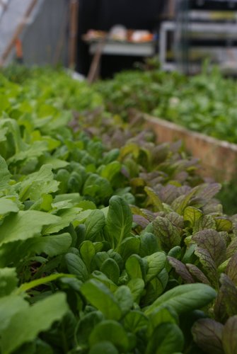 10foldFarms's profile picture. Forested Pork. Specialty Vegetables. Community Supported Agriculture, Permaculture & sustainable farming systems. @EatingLocally