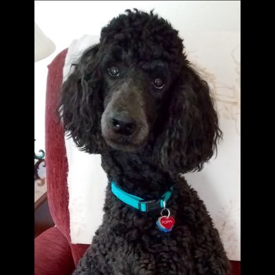CLIverson6's profile picture. Mom of Standard Poodles, strong conservative woman, daughter of 2 USMC WWII veterans.