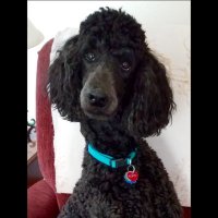 Poodle Mom(@CLIverson6) 's Twitter Profile Photo