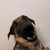 Chase (@chaseanddogs) Twitter profile photo Chase (@chaseanddogs) Twitter profile photo