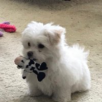 Kristie (@smartchicky101) 's Twitter Profile
