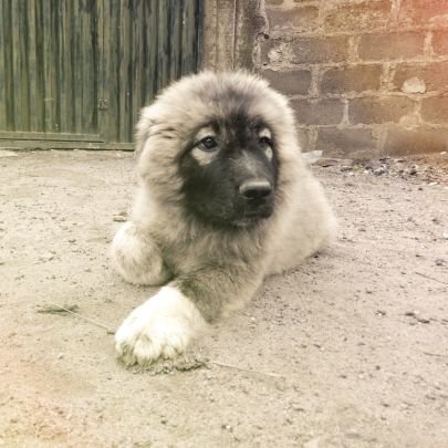 petxone's profile picture. i breed and talk 🐕🛷🐶🦮🐕‍🦺🐩🐕🛷🐶🦮🐕‍🦺🐩🐕🛷🐶
