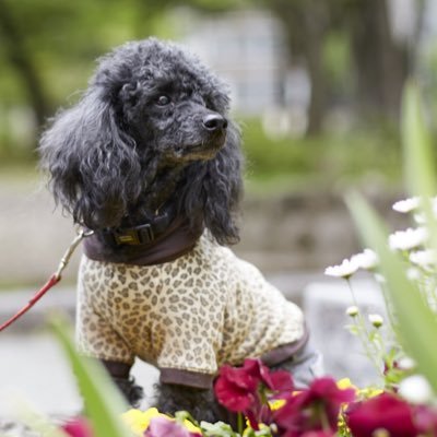 めいべる＊さんのプロフィール画像