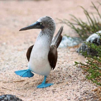 Surfing the internet as a birdie that loves tacos lol