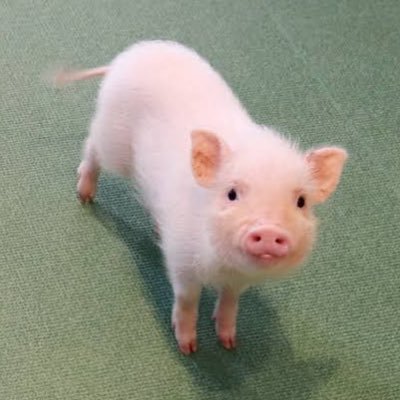 【夜職で更に上を目指したい子を応援する人 】 🐖都内トップレベルのスカウトマン🐖このコロナ禍で回ってるお店、回ってない店、大体わかります。　デリヘル/夜職/キャバ/ソープ/オナクラ