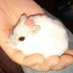 mogumogu (@chiiitalife) Twitter profile photo mogumogu (@chiiitalife) Twitter profile photo