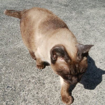 elec_south's profile picture. PCメンテなどをしながら、技術(風)ブログを書いてます。