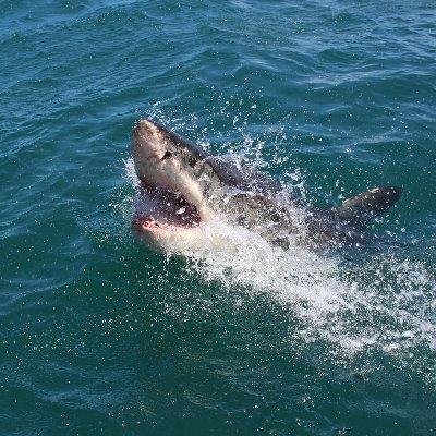 SharkSheik's profile picture. Solitary hunter, ranging the twitter oceans to connect with noble folks.