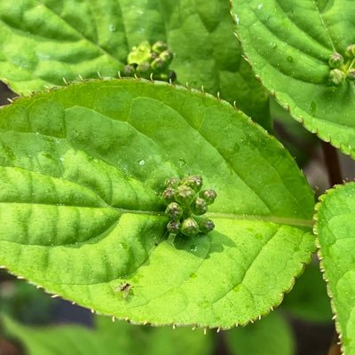 ぶなの森・里山歩き。植物観察。美術館・図書館・遠くのまち、そしてネコだーい好き(今は飼っていないけど)。宮城県