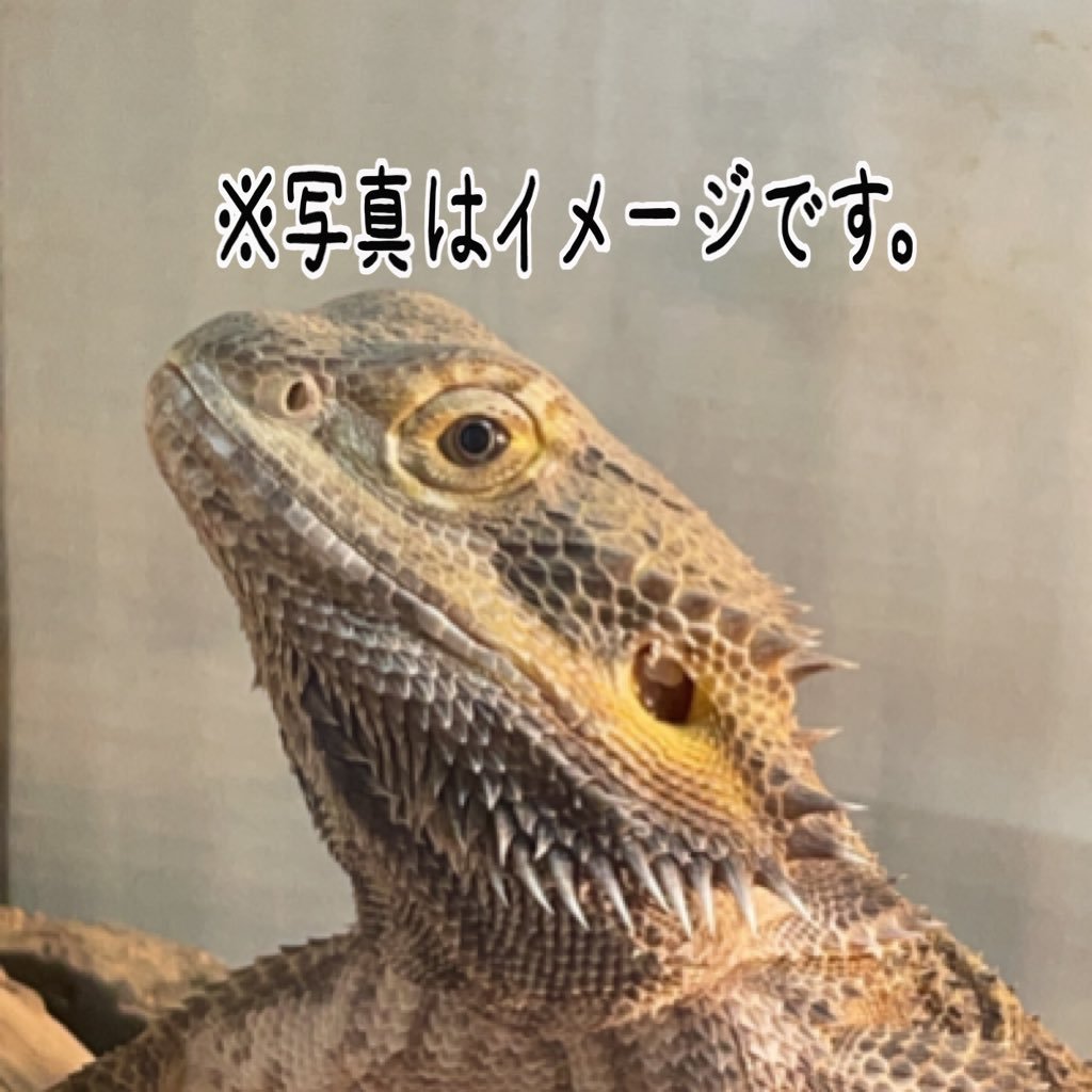 うぇーぶさんのプロフィール画像