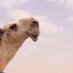 أبــو ســعــد 🇰🇼 (@lovlov7777) Twitter profile photo أبــو ســعــد 🇰🇼 (@lovlov7777) Twitter profile photo