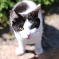 黒猫パンチ👊🇺🇦 (@kuroneko_punch7) Twitter profile photo