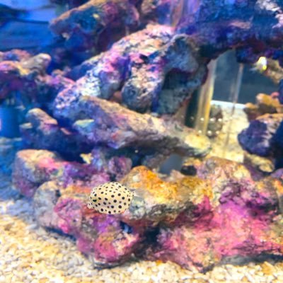 miyori_twst's profile picture. ツイステ深海の底と冥府にいます❆最推しはﾀｺﾁｬﾝ🐙/ツイ腐テ💀🐙にオチた/♣️🐬と🏹🦈も好き/雑食で割と何でも美味しく頂きます/アズ監･イデ監とかも読む/腐女子であり代理型の夢女子/創作のRTは💀🐙のみ/無言フォロー失礼します💦高卒大卒20↑