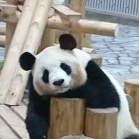 あこぱぱん (@happyakopanda) 's Twitter Profile