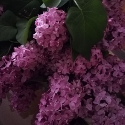 AnapiPascual's profile picture. 