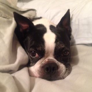 never Trumper!  love Boston Terriers.