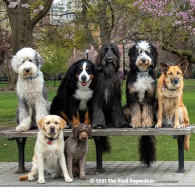 Pet & Everyday Supplies + More