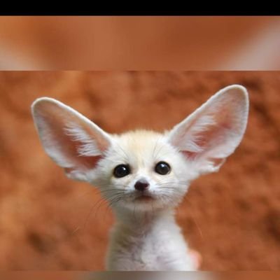 omerkibeda's profile picture. 