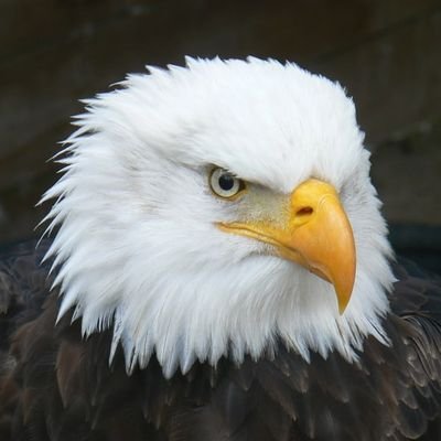 swor_dfish's profile picture. 