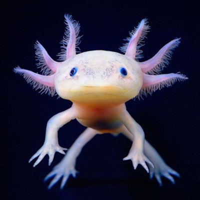 Weird Animals (@Weird_AnimaIs) / Twitter Weird Animals (@Weird_AnimaIs) / Twitter