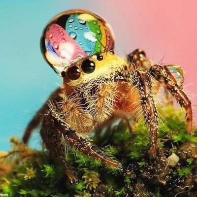 A Book Of Rather Strange Animals Strangeanimais Twitter