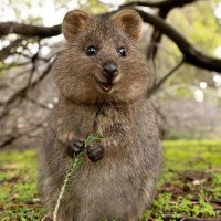 Quokka(@poicipenso4) 's Twitter Profile Photo