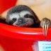 Northern Sloth (@slothnorthern) Twitter profile photo Northern Sloth (@slothnorthern) Twitter profile photo