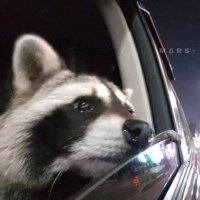 humblegiant (@humblegiant0) 's Twitter Profile