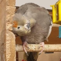 Suze P (@gemstonelass) 's Twitter Profile