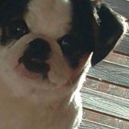 Victor39564370's profile picture. I love Piggy!