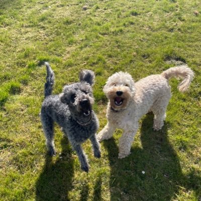 Hi we are Wilson (apricot cockapoo) and Jim (bedoodle) We live with our hoomans and we looovveee to go for walkies and runs 🐶🐩